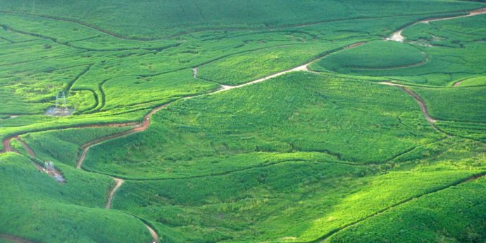 Green field with tracks