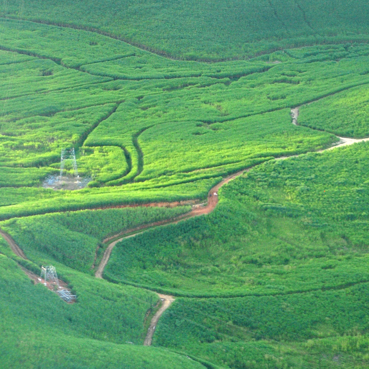 Green field with tracks